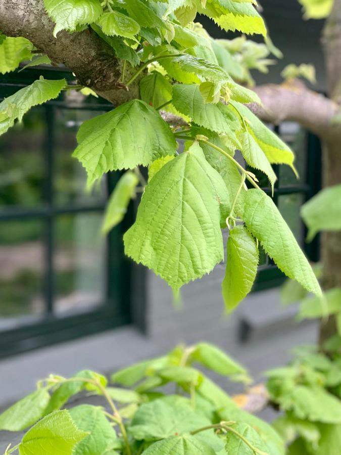 The Green House Lodge Den Dungen المظهر الخارجي الصورة